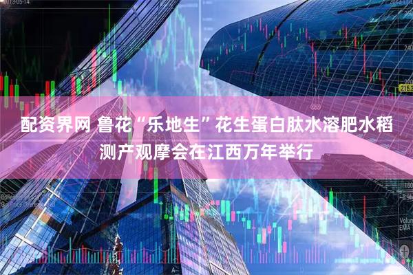 配资界网 鲁花“乐地生”花生蛋白肽水溶肥水稻测产观摩会在江西万年举行