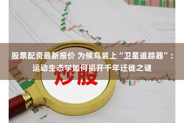 股票配资最新报价 为候鸟装上“卫星追踪器”：运动生态学如何揭开千年迁徙之谜