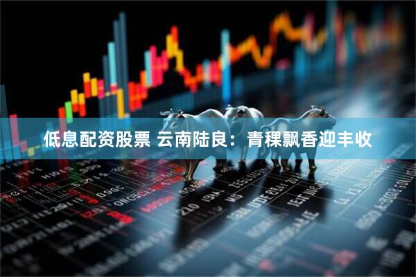 低息配资股票 云南陆良：青稞飘香迎丰收